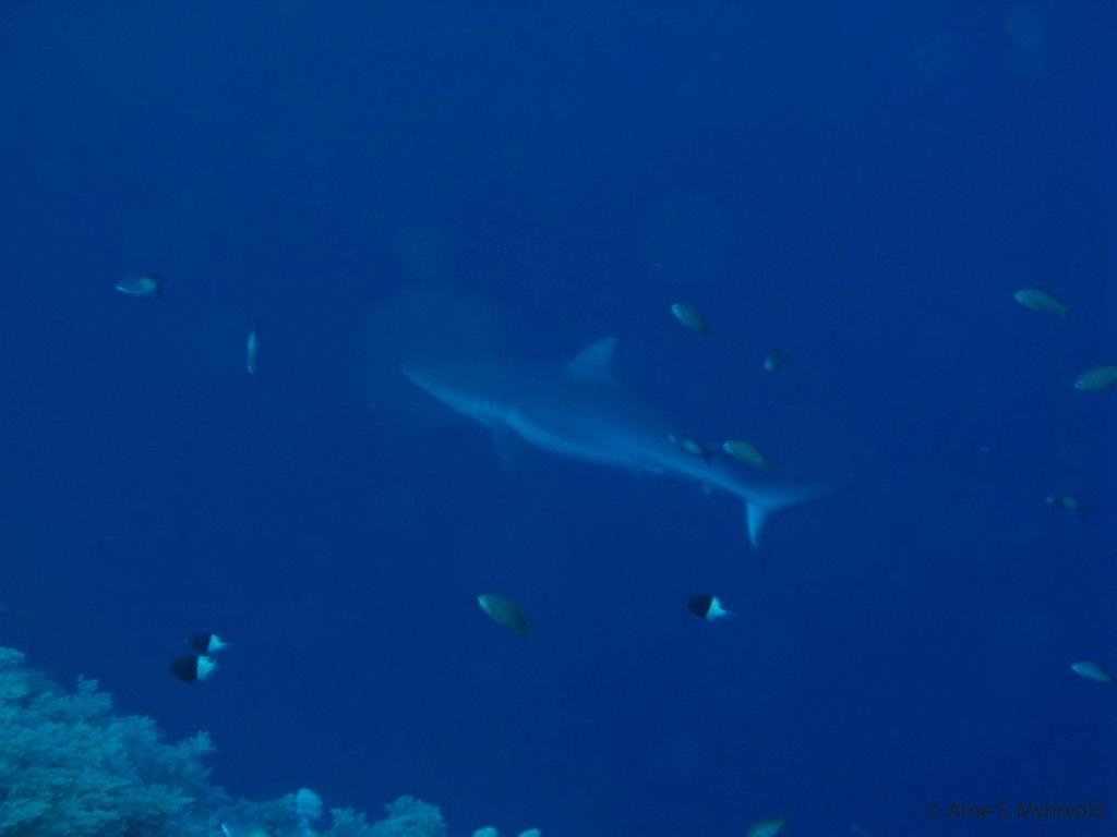 Egypt liveaboard-2011-g9-12.JPG - Grey shark Gota Kebir